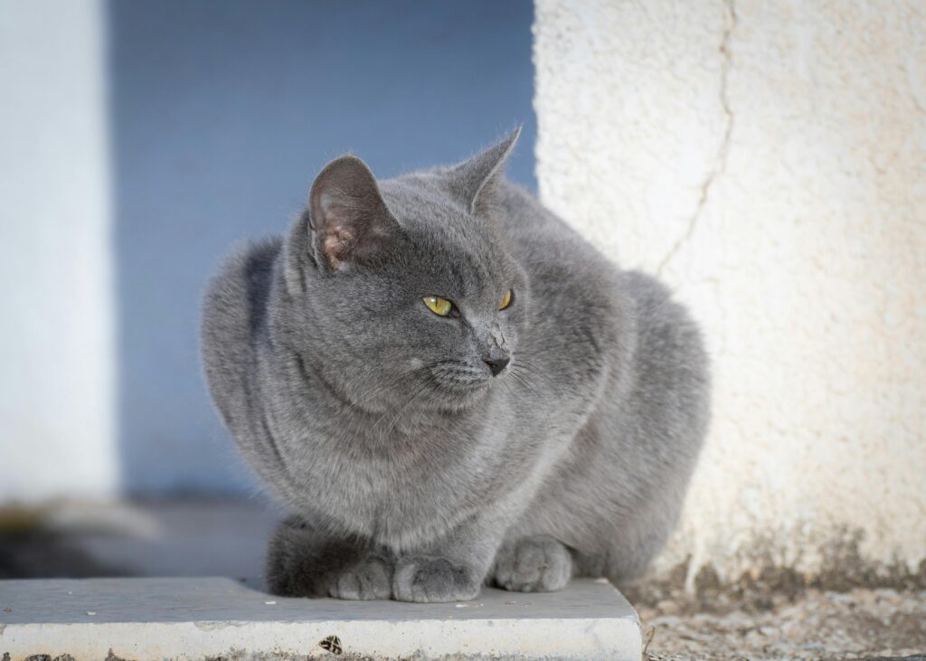A serene gray cat rests against a textured wall, capturing a peaceful moment in Tunisia.